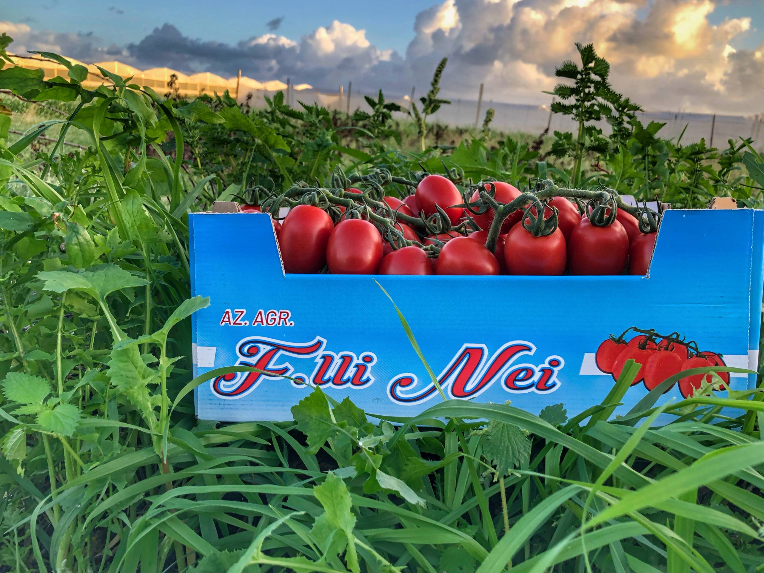 chi siamo fratelli nei