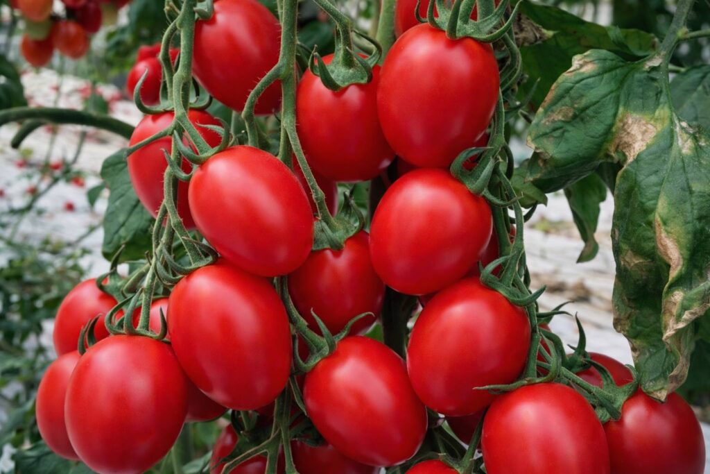 pomodoro piccadilly azienda agricola fratelli nei